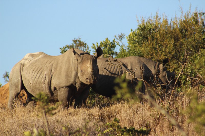 Black Rhino Female and Calf at Borana Conservancy